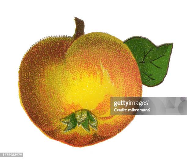 old chromolithograph illustration of botany - the quince (cydonia oblonga), the sole member of the genus cydonia in the malinae subtribe (which also contains apples and pears, among other fruits) of the rosaceae family - food and drink illustration stock pictures, royalty-free photos & images