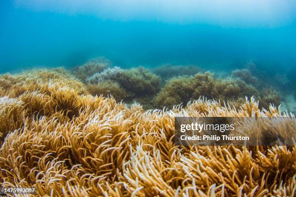 underwater scene of swaying reeds and coral in clear blue ocean - kelp stock pictures, royalty-free photos & images