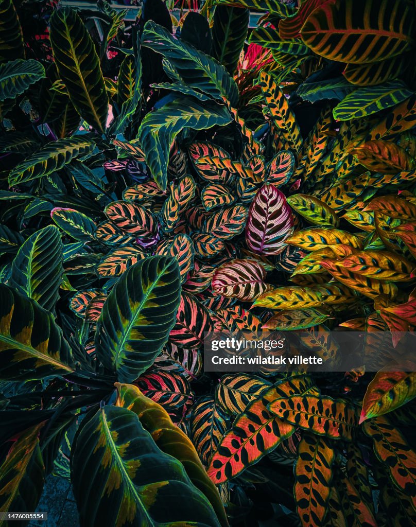 Full Frame Shot Of Fresh Green Leaves ,nature background.