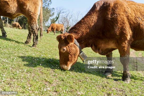 side view of a brown cow standing eating grass beside her herd outdoors in a field. - växtätare bildbanksfoton och bilder