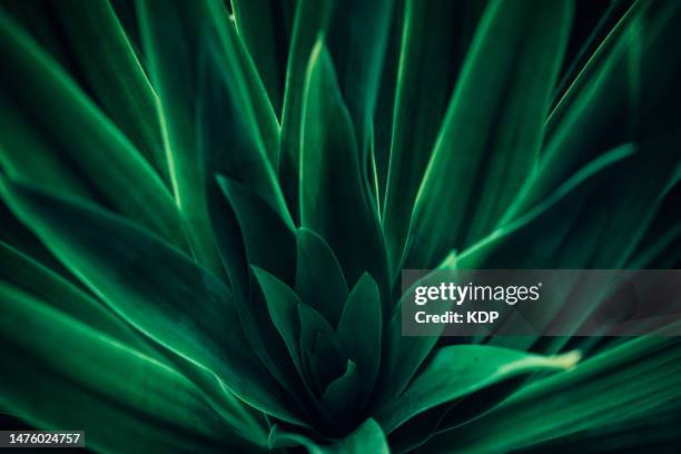 nature green leaf pattern, tropical lush foliage background - backlight　green ストックフォトと画像