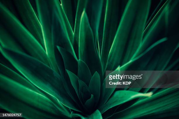 nature green leaf pattern, tropical lush foliage background - energy abstract green background stock pictures, royalty-free photos & images