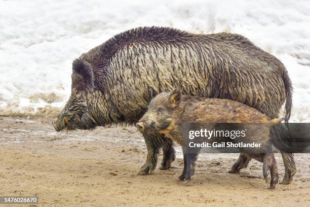 wild boar mom and child - wild boar stock pictures, royalty-free photos & images