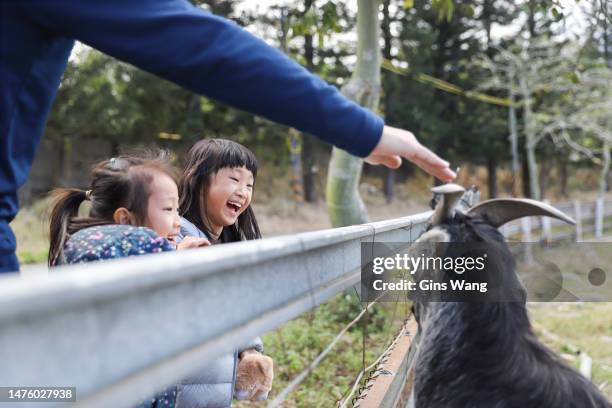 padre e hija asiáticos alimentando cabras para comer hierba en el zoológico - zoo fotografías e imágenes de stock