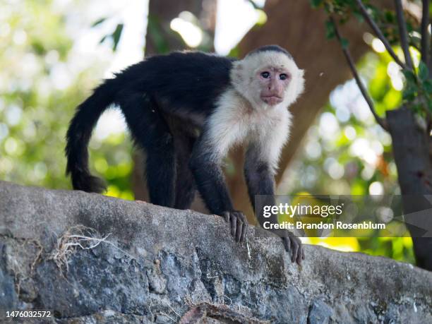 capuchin monkey in the islets of granada in nicaragua - capuchin monkey stock pictures, royalty-free photos & images