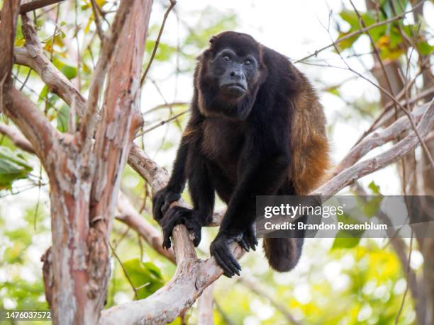 howler monkey san juan del sur, nicaragua - san juan del sur stock pictures, royalty-free photos & images