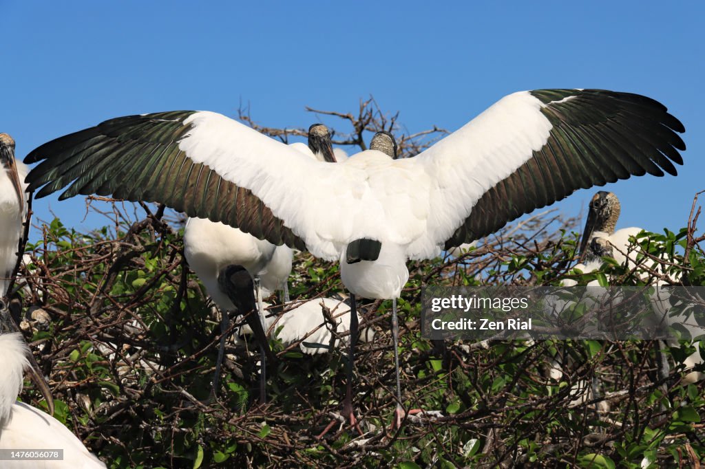 Wood Stork (Mycteria americana) landing on nest with nesting stick