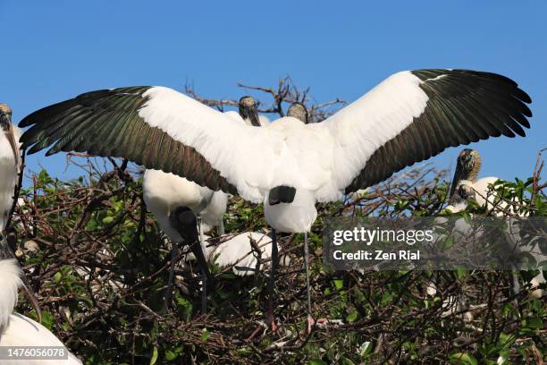 wood stork (mycteria americana) landing on nest with nesting stick - annona glabra stock pictures, royalty-free photos & images