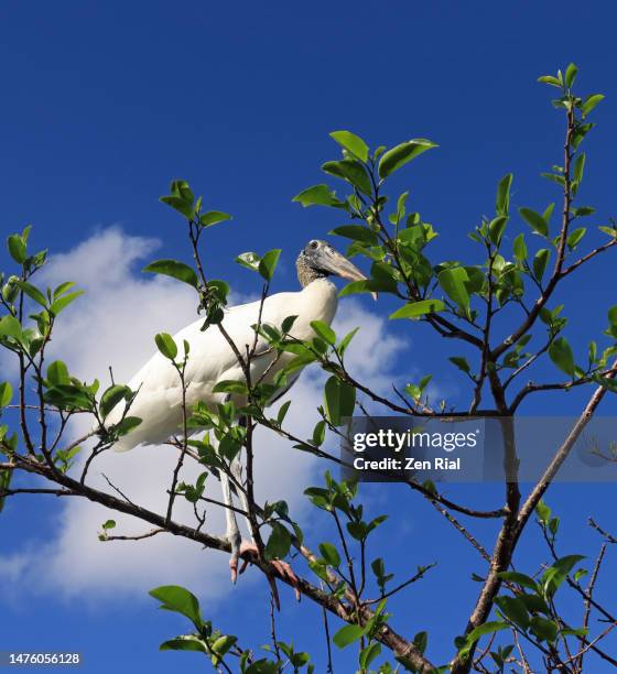 wood stork perched on pond apple tree camouflage against clouds - annona glabra stock pictures, royalty-free photos & images