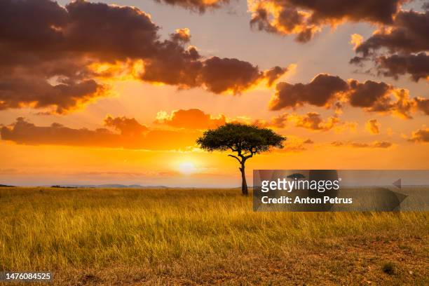 sunset in savannah of africa. safari in in the african savannah - llanura fotografías e imágenes de stock