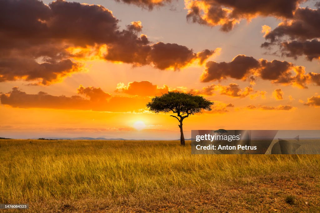 Sunset in savannah of Africa. Safari in in the African savannah