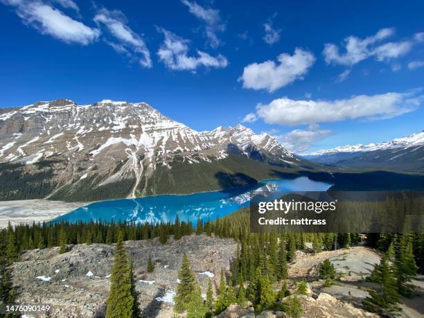 pristine glacial lake in the rocky mountains - peyto lake stock pictures, royalty-free photos & images