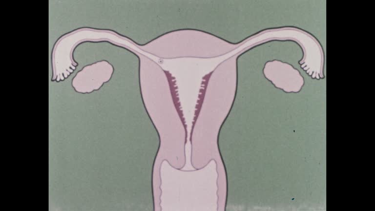 Reproductive Animation 1,152 Womans Private Part Stock Videos, Footage, & 4K Video Clips ...