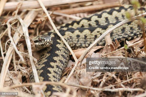 a beautiful adder, vipera berus,  just out of hibernation warming itself amongst the bracken in spring in a woodland clearing. - herpetology stock pictures, royalty-free photos & images