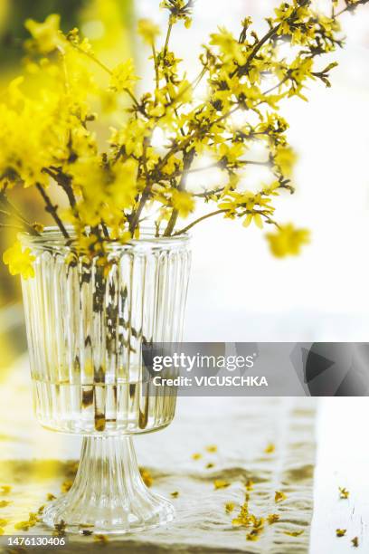yellow forsythia blooming bunch in glass vase on table at window background. - forsythia stock-fotos und bilder