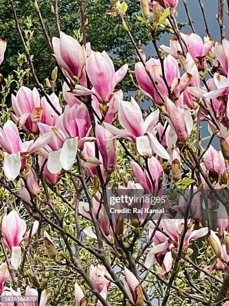 saucer magnolia (magnolia soulangeana) in blossom and bud and close up. - magnolia soulangeana fotografías e imágenes de stock