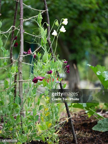 close-up climbing sweetpea flowers on wooden trellis - sweet peas stock-fotos und bilder