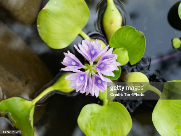 top view of water hyacinth in bloom - hyacinth stock pictures, royalty-free photos & images