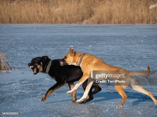 two dogs bare their teeth at each other on a winter walk - dogfight stock pictures, royalty-free photos & images