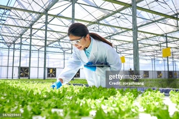 one female researcher examining plants at smart greenhouse - agrarisch gebouw stockfoto's en -beelden