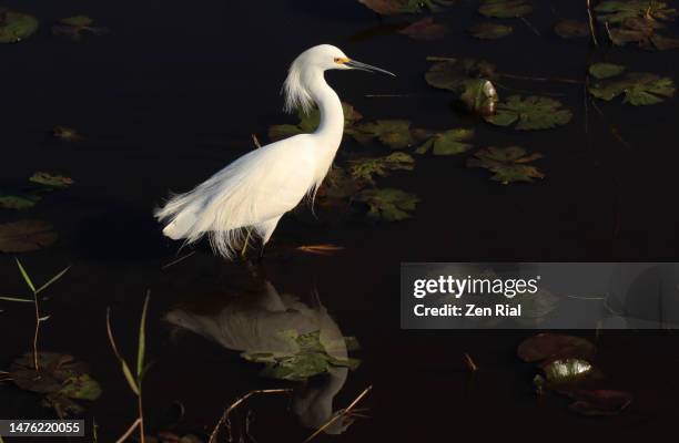 snowy egret foraging in florida wetland among water lilies - snowy egret stockfoto's en -beelden