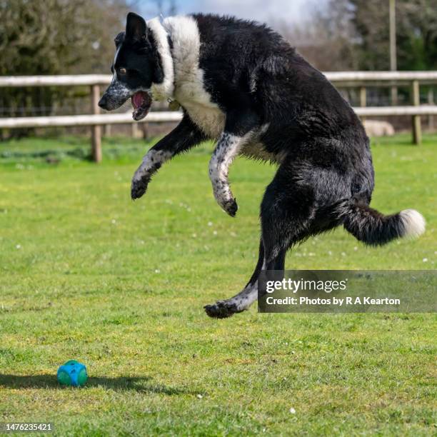 Border Collies In Action Photos and Premium High Res Pictures Getty