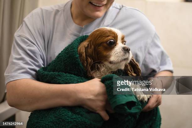 woman laughing cheerfully drying dog with towel in bathroom after shower, happy together, dog goggles funny - tiersalon stock-fotos und bilder
