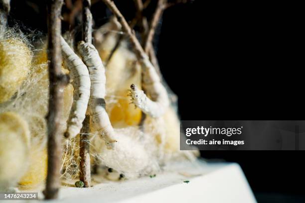 silkworm and yellow silk cocoons placed around branches with dark background - wool industry stock pictures, royalty-free photos & images