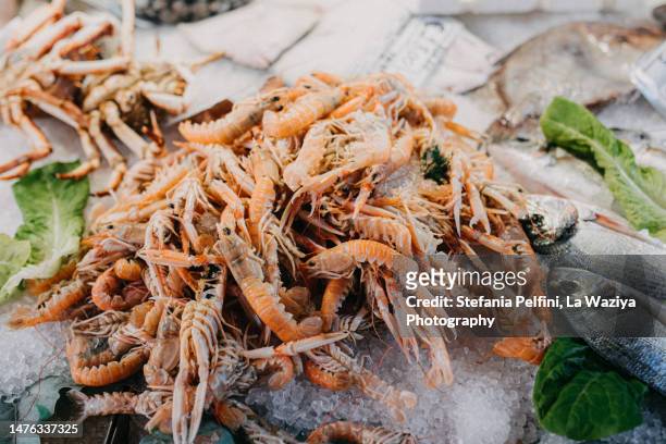 mantis shrimp at italian fish market - catch of fish stock pictures, royalty-free photos & images