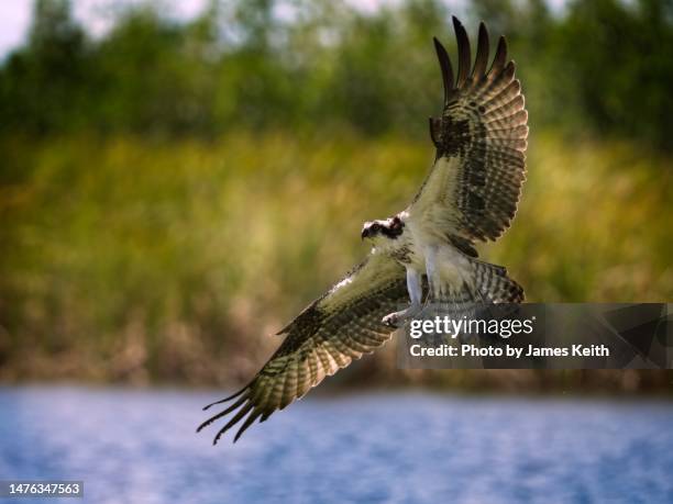 osprey in flight. - everglades national park stock pictures, royalty-free photos & images