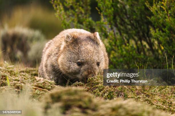 wombat eating grass in the wild - tasmania food stock pictures, royalty-free photos & images