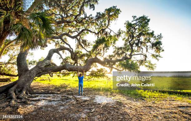 26 Big Oak Tree State Park Stock Photos, HighRes Pictures, and Images