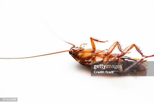 dead cockroach - cockroaches stock pictures, royalty-free photos & images