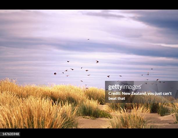 beginnings of murmuration - christchurch new zealand stock-fotos und bilder