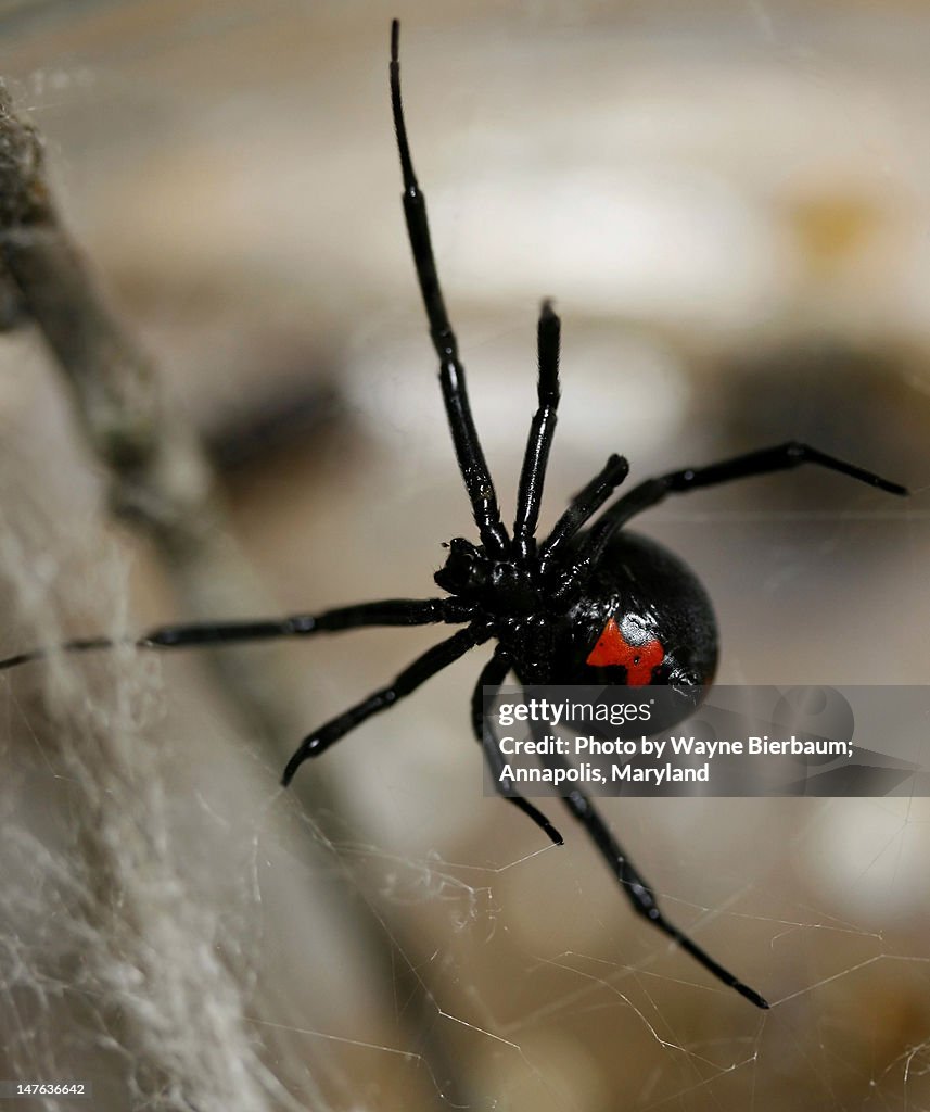 Black widow spider