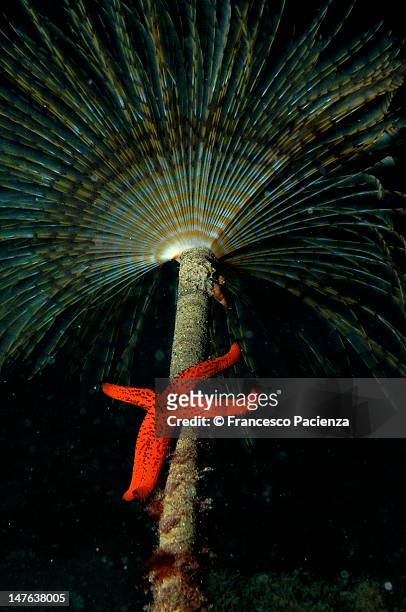red star under tubeworm - red tube worm stock pictures, royalty-free photos & images