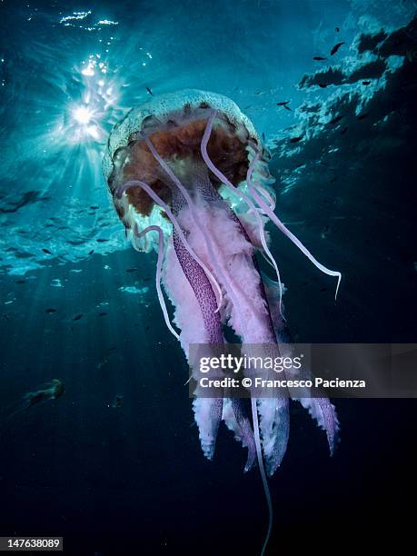 jellyfish - purple jellyfish stock pictures, royalty-free photos & images