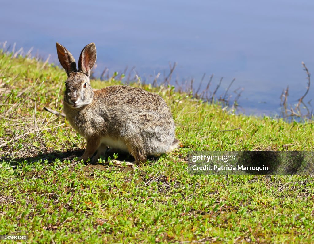 Rivering Rabbit Rabbit By The Water High-Res Stock Photo - Getty Images