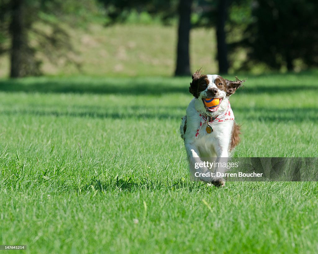 Spaniel running in park
