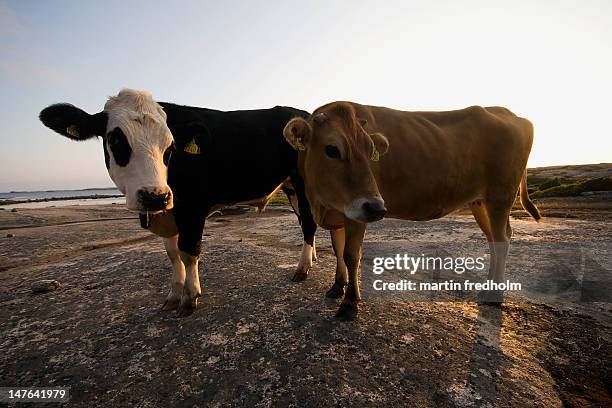 cows on cliffs - grebbestad stockfoto's en -beelden