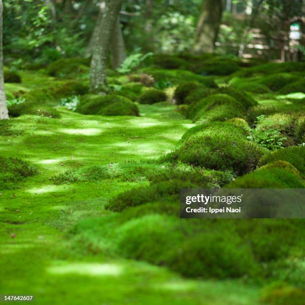 japanese moss garden, kyoto - moss stock pictures, royalty-free photos & images