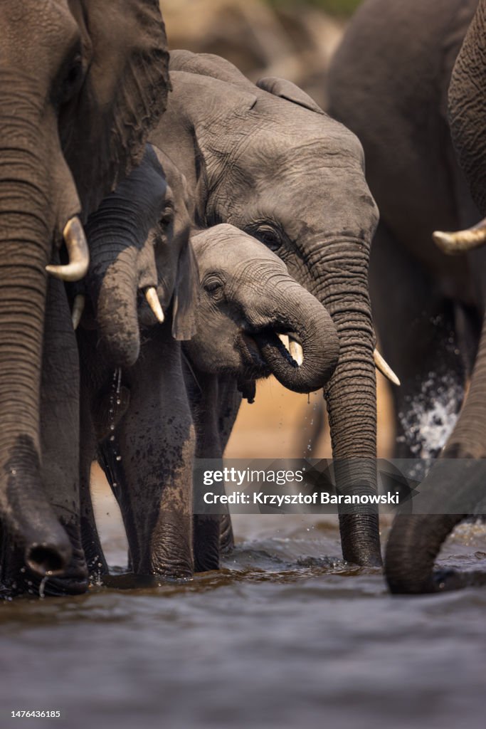 Elephants drinking water in the Chobe River, Botswana