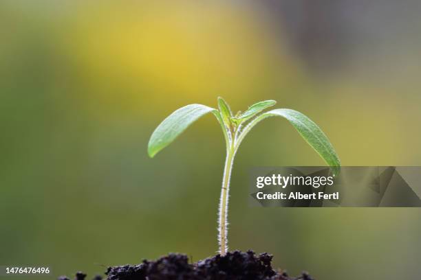 tomato seedling - sapling stock pictures, royalty-free photos & images