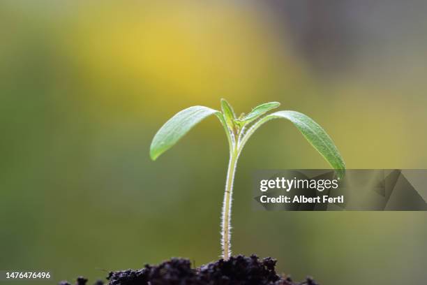 tomato seedling - tomato seeds stock pictures, royalty-free photos & images