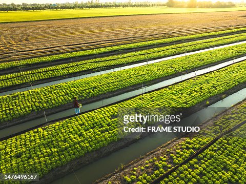Organic lettuce plots in the suburbs of Bangkok There is a water ditch to help with watering and making organic vegetable plots for supermarket delivery.