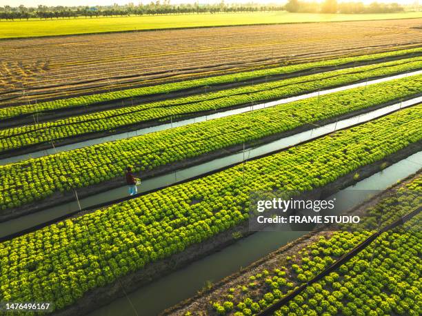 organic lettuce plots in the suburbs of bangkok there is a water ditch to help with watering and making organic vegetable plots for supermarket delivery. - lettuce texture stock pictures, royalty-free photos & images