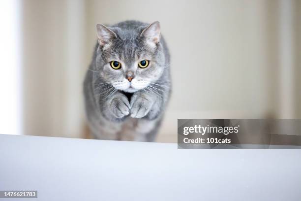 cat jumping over the hurdle.front view - cat jump stock pictures, royalty-free photos & images