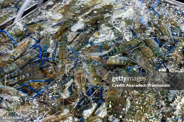 live river prawns - aquaculture stock pictures, royalty-free photos & images