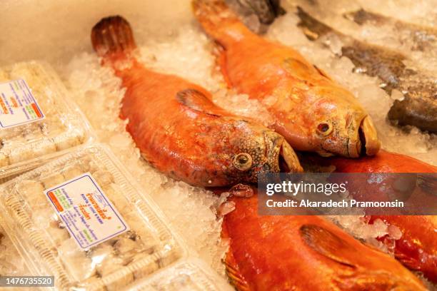 Snapper Fillet Rawn 101 Snapper Fillet Raw Stock Photos, High-Res Pictures, and Images ...