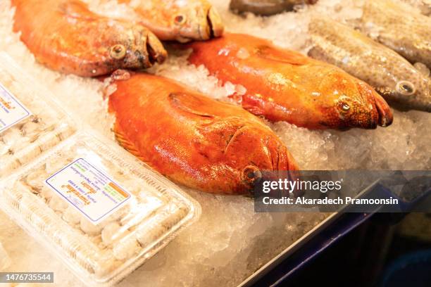 Snapper Fillet Rawn Snapper Fillet Raw Photos and Premium High Res Pictures - Getty Images
